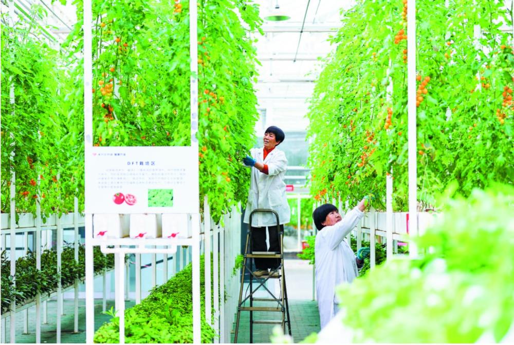 赌博正规的十大网站推进滹沱河沿岸和美乡村重点片区建设